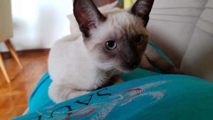Gato raça Indefinida idade 2 a 6 meses nome Nina