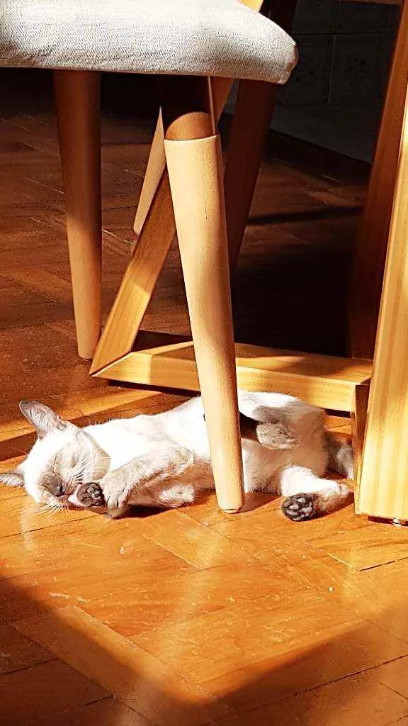 Gato raça Indefinida idade 2 a 6 meses nome Nina