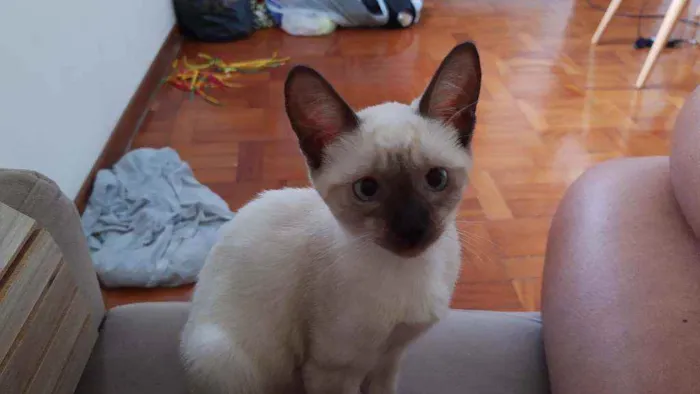 Gato raça Indefinida idade 2 a 6 meses nome Nina