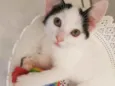 Tomé, Margarida e ki