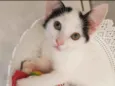 Tomé, Margarida e ki