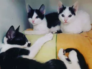 Gato raça SrD idade 7 a 11 meses nome Tomé, Margarida e ki