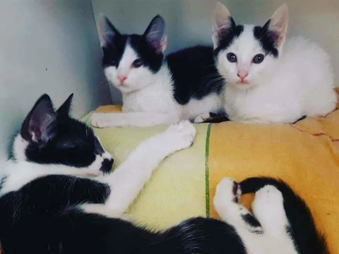 Gato ra a SrD idade 7 a 11 meses nome Tomé, Margarida e ki