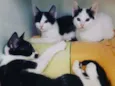 Tomé, Margarida e ki