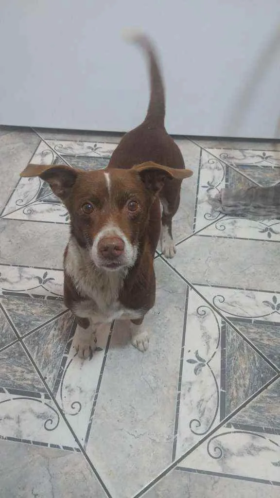 Cachorro ra a SRD idade 3 anos nome Sem nome 