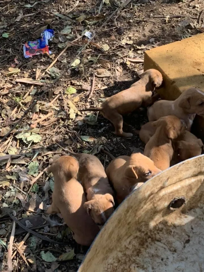 Cachorro raça SRD-ViraLata idade Abaixo de 2 meses nome -