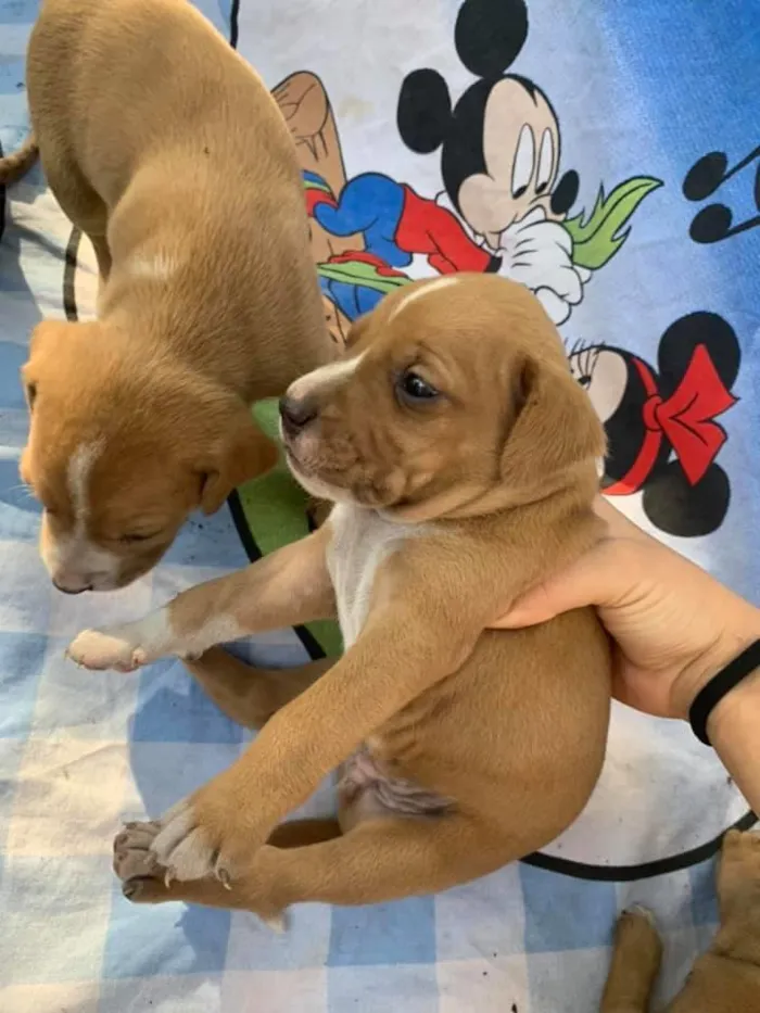 Cachorro raça SRD-ViraLata idade Abaixo de 2 meses nome -