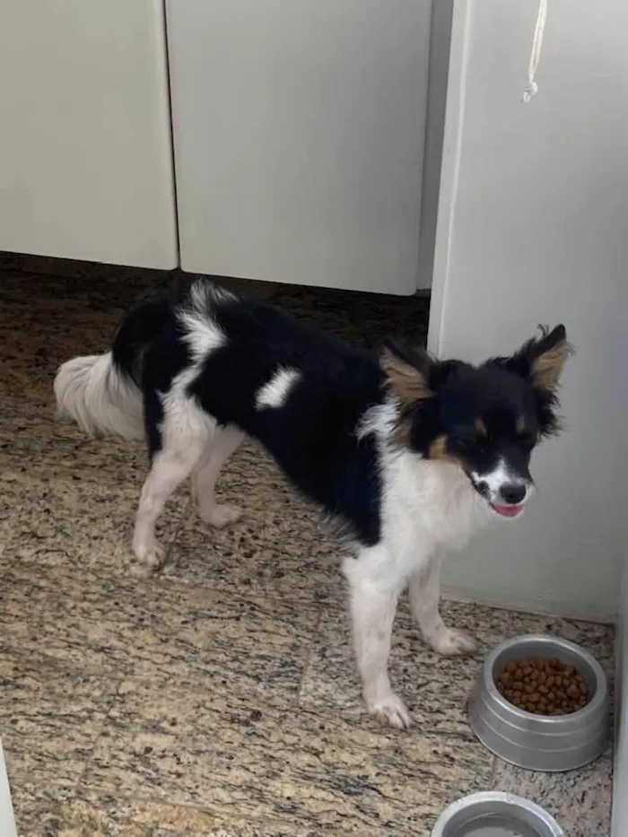 Cachorro raça SRD-ViraLata idade 7 a 11 meses nome Matilda