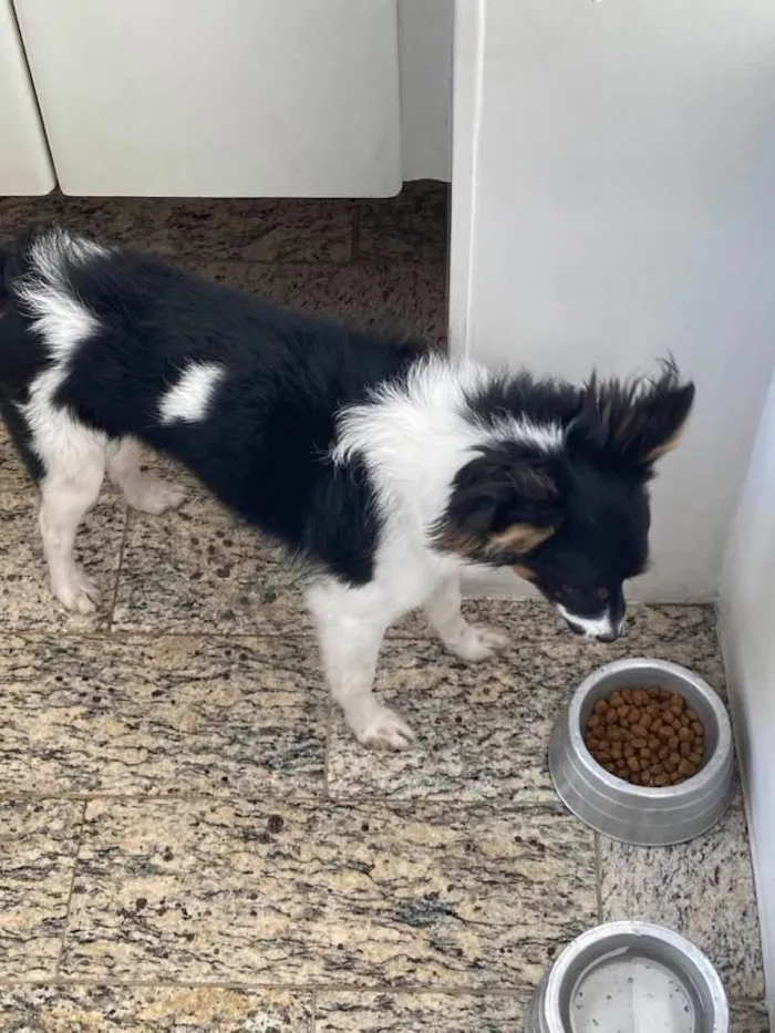 Cachorro raça SRD-ViraLata idade 7 a 11 meses nome Matilda