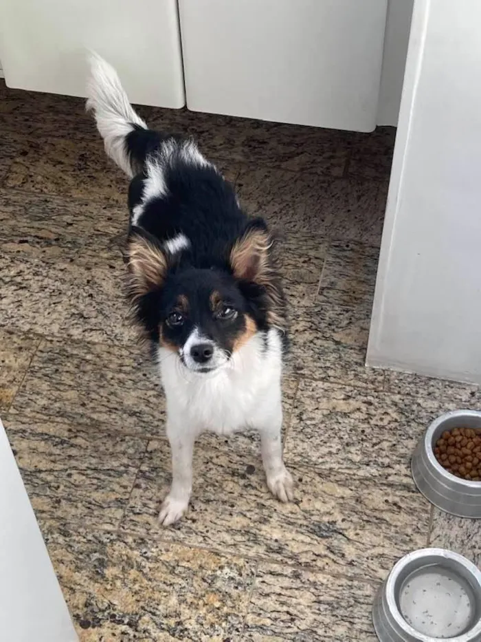 Cachorro raça SRD-ViraLata idade 7 a 11 meses nome Matilda
