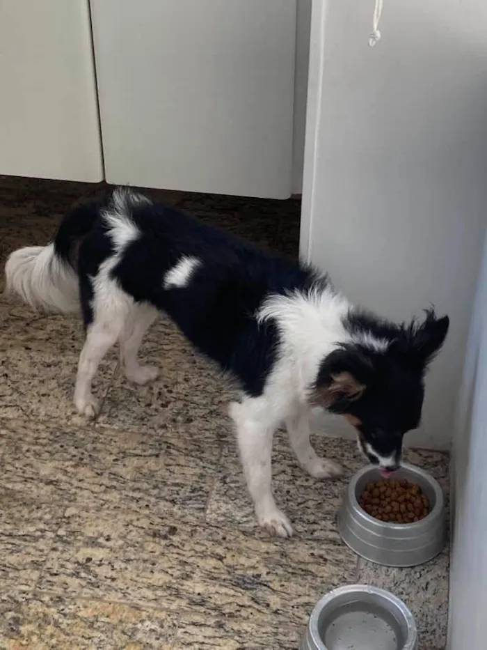 Cachorro raça SRD-ViraLata idade 7 a 11 meses nome Matilda