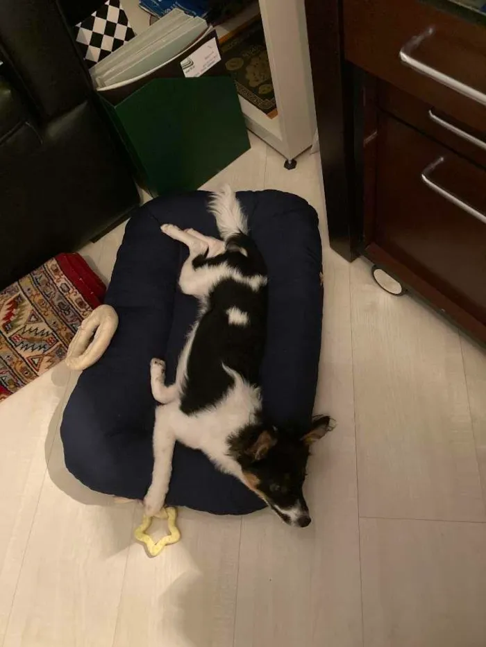 Cachorro raça SRD-ViraLata idade 7 a 11 meses nome Matilda