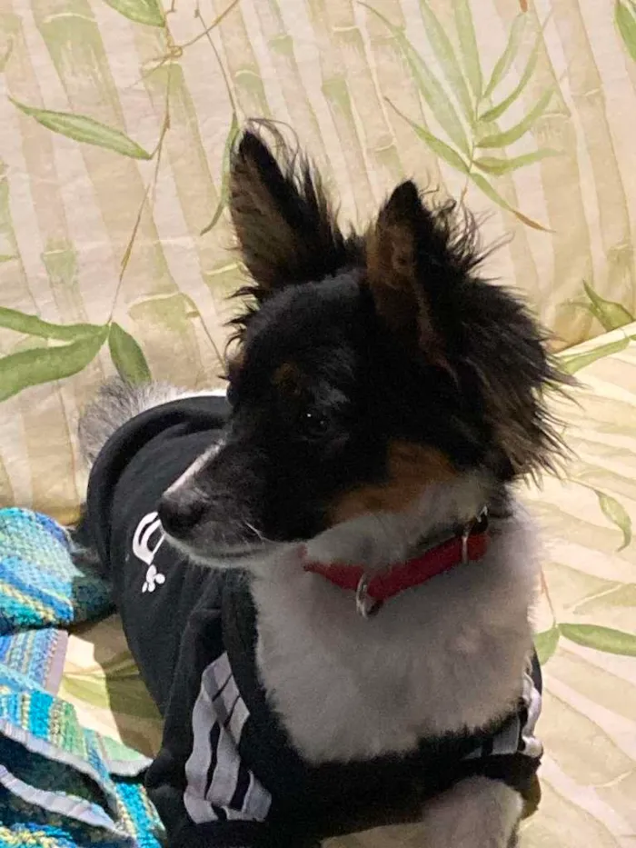 Cachorro raça SRD-ViraLata idade 7 a 11 meses nome Matilda