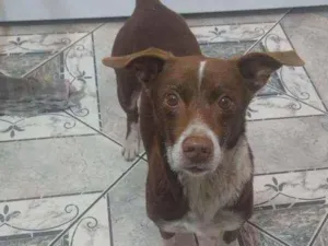 Cachorro raça SRD idade 3 anos nome Sem nome 