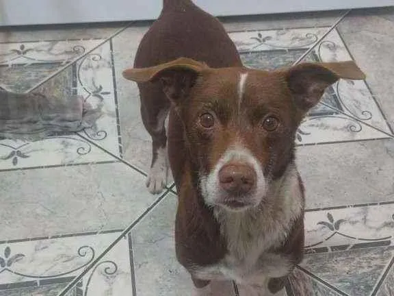 Cachorro ra a SRD idade 3 anos nome Sem nome 