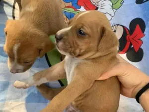 Cachorro raça SRD-ViraLata idade Abaixo de 2 meses nome -