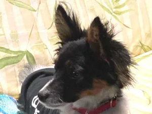 Cachorro raça SRD-ViraLata idade 7 a 11 meses nome Matilda