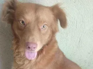 Cachorro raça SRD idade 3 anos nome Herói 