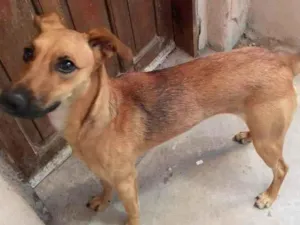 Cachorro raça NDF idade 1 ano nome Mel