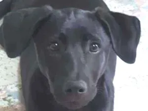 Cachorro raça SRD idade 2 a 6 meses nome Meg