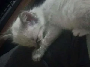 Gato raça Branco idade Abaixo de 2 meses nome Branquinho