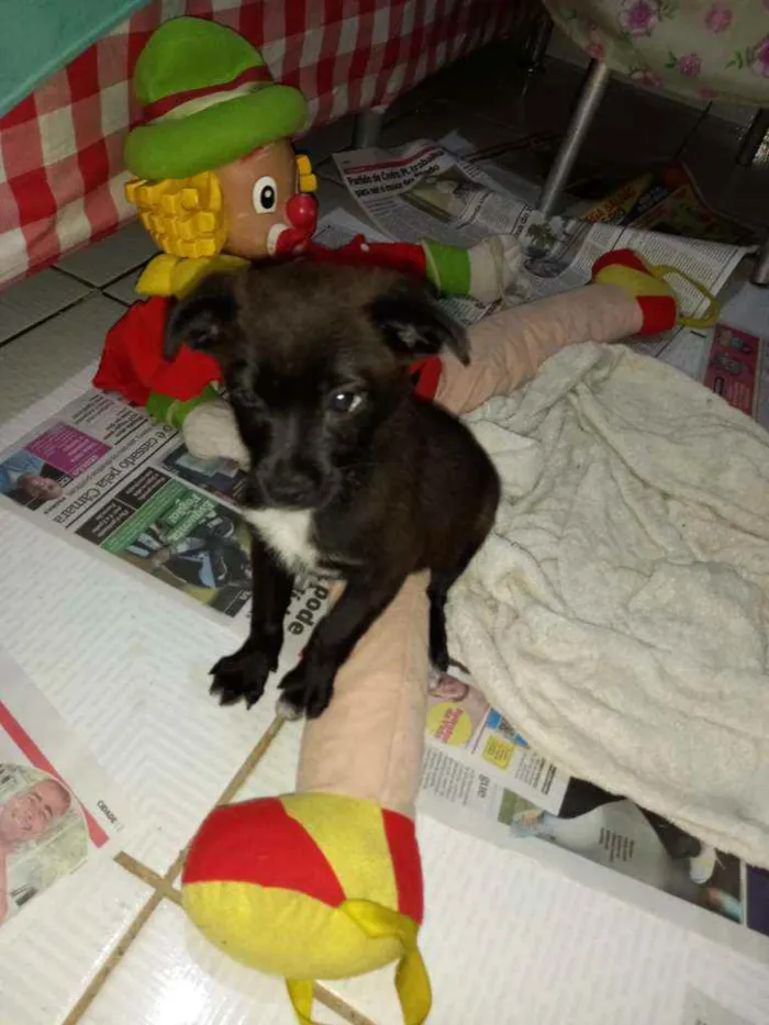 Cachorro ra a Sem raça definida idade Abaixo de 2 meses nome Tutú 