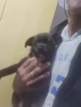 Tutú 