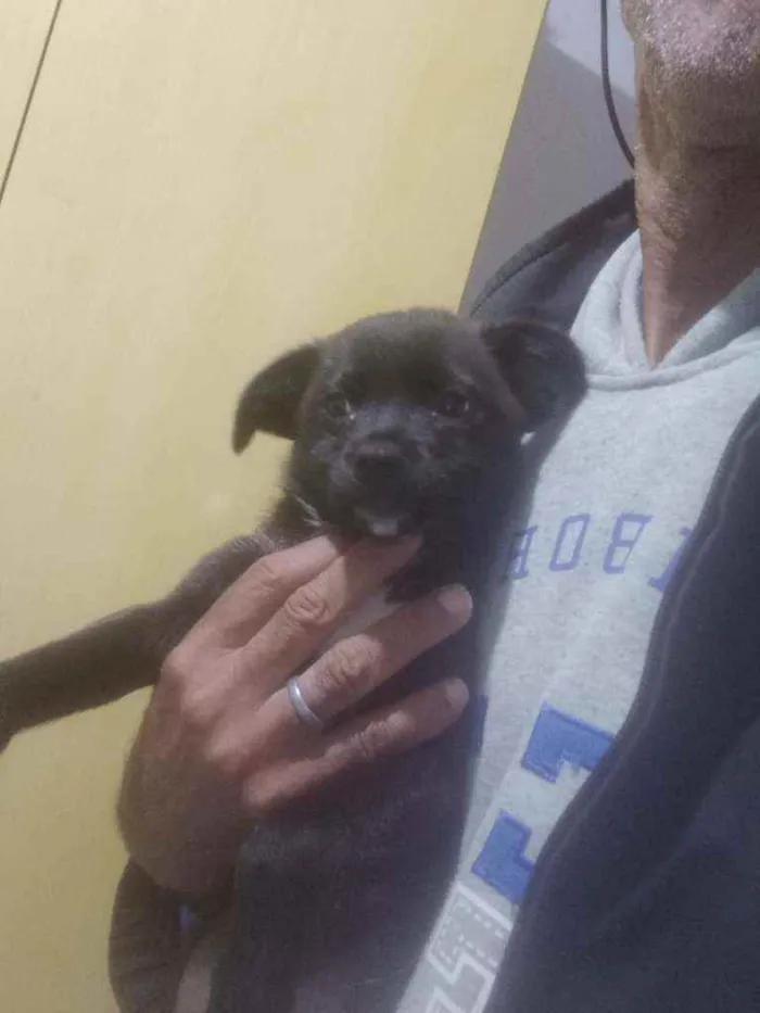 Cachorro ra a Sem raça definida idade Abaixo de 2 meses nome Tutú 