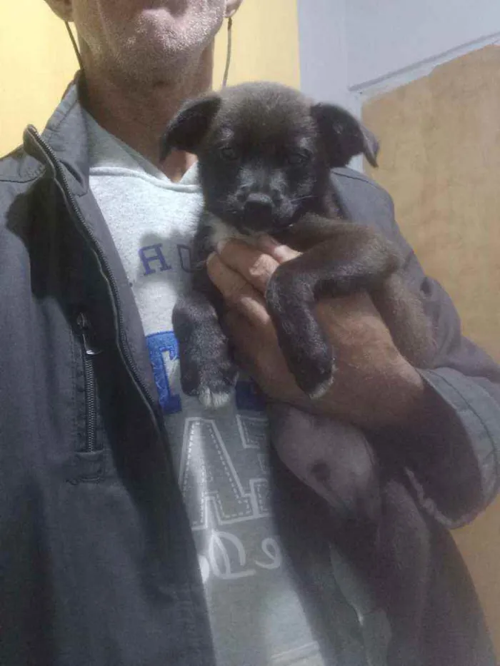 Cachorro ra a Sem raça definida idade Abaixo de 2 meses nome Tutú 