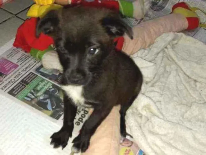 Cachorro ra a Sem raça definida idade Abaixo de 2 meses nome Tutú 