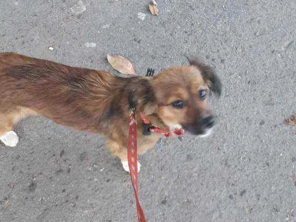 Cachorro raça Vira lata idade 2 anos nome Taria 
