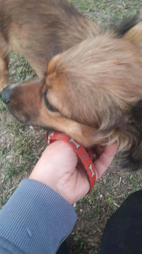 Cachorro raça Vira lata idade 2 anos nome Taria 