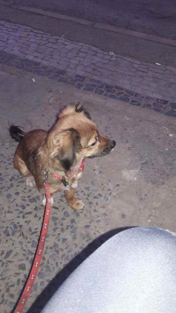 Cachorro raça Vira lata idade 2 anos nome Taria 
