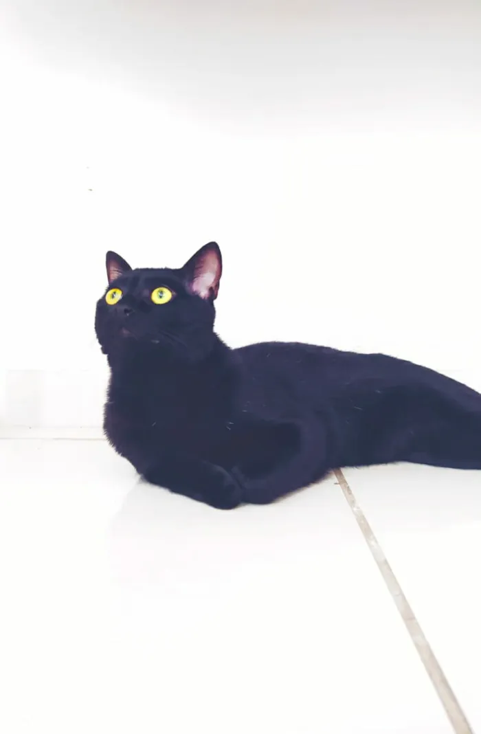 Gato ra a Desconhecida idade 1 ano nome Pipoca