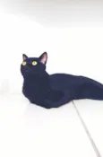 Pipoca