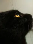 Pipoca