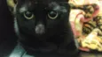 Pipoca