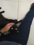 Pipoca