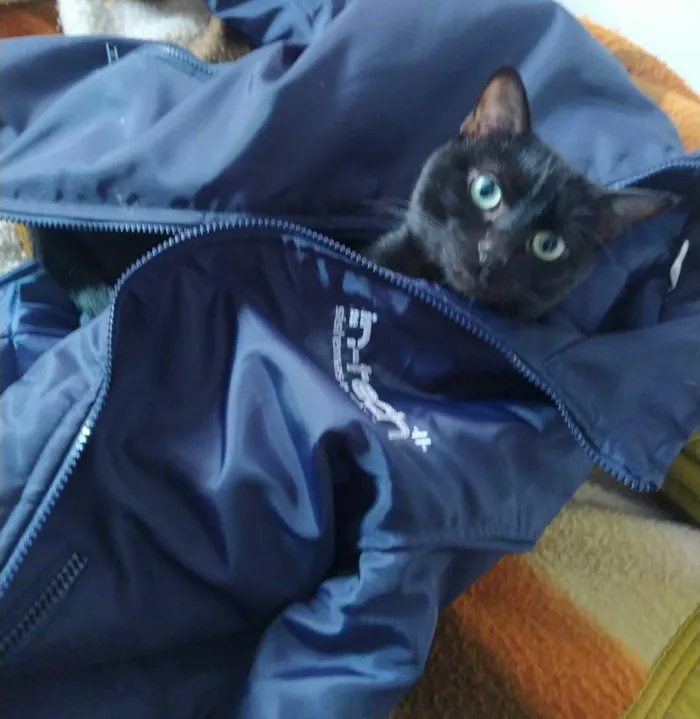 Gato ra a Desconhecida idade 1 ano nome Pipoca
