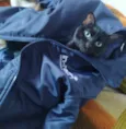 Pipoca
