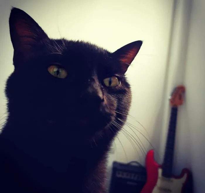 Gato ra a Desconhecida idade 1 ano nome Pipoca