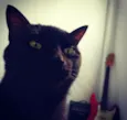 Pipoca