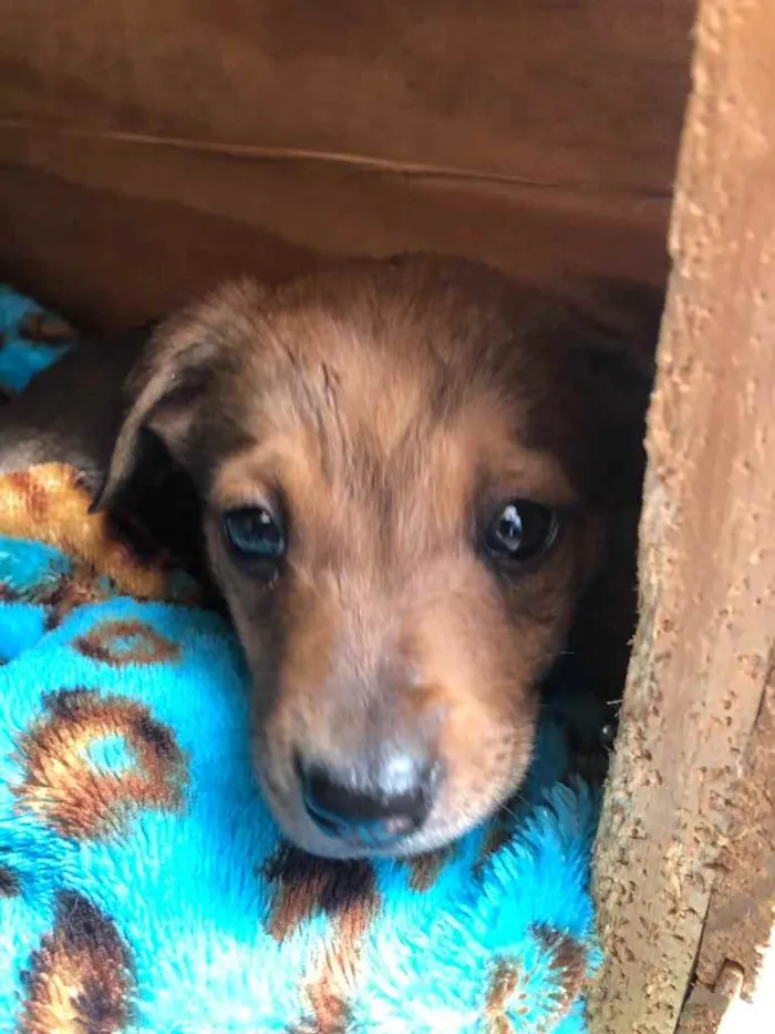 Cachorro raça SRD  idade Abaixo de 2 meses nome Sem nome