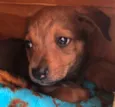 Cachorro raça SRD  idade Abaixo de 2 meses nome Sem nome