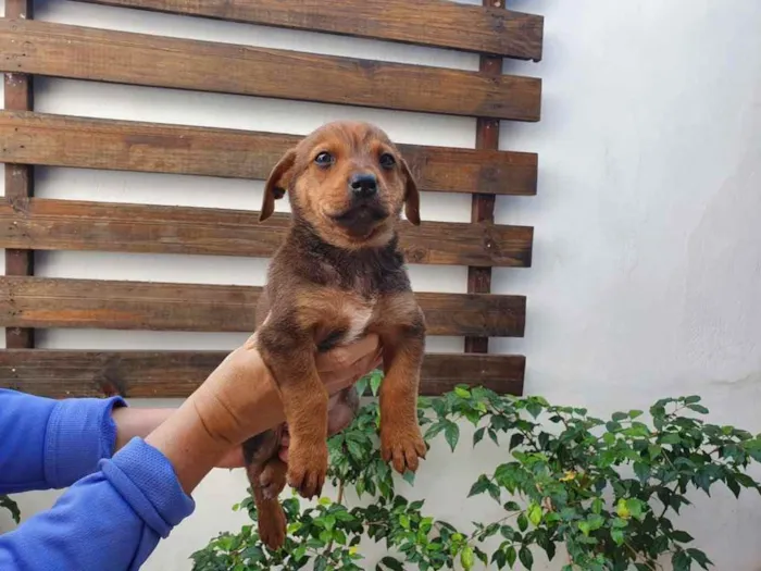 Cachorro raça SRD  idade Abaixo de 2 meses nome Sem nome