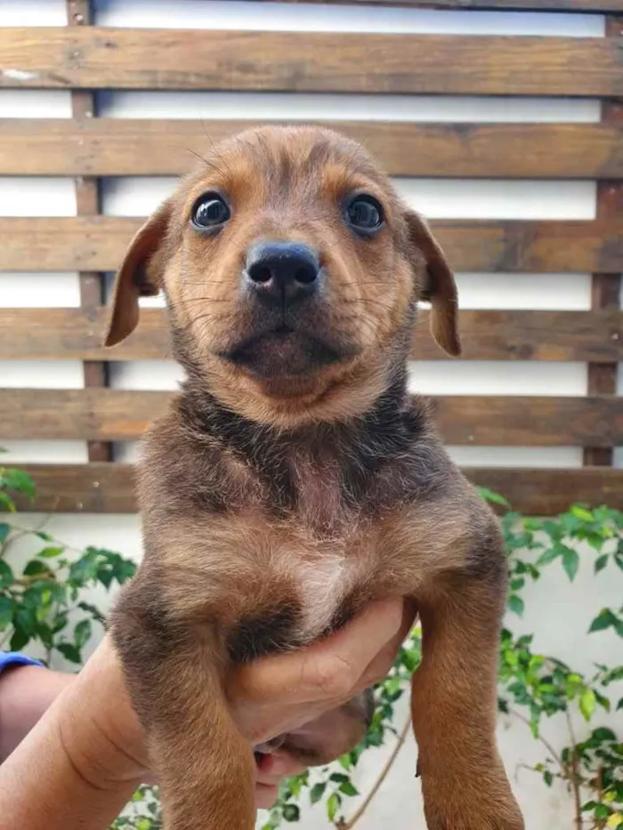 Cachorro raça SRD  idade Abaixo de 2 meses nome Sem nome