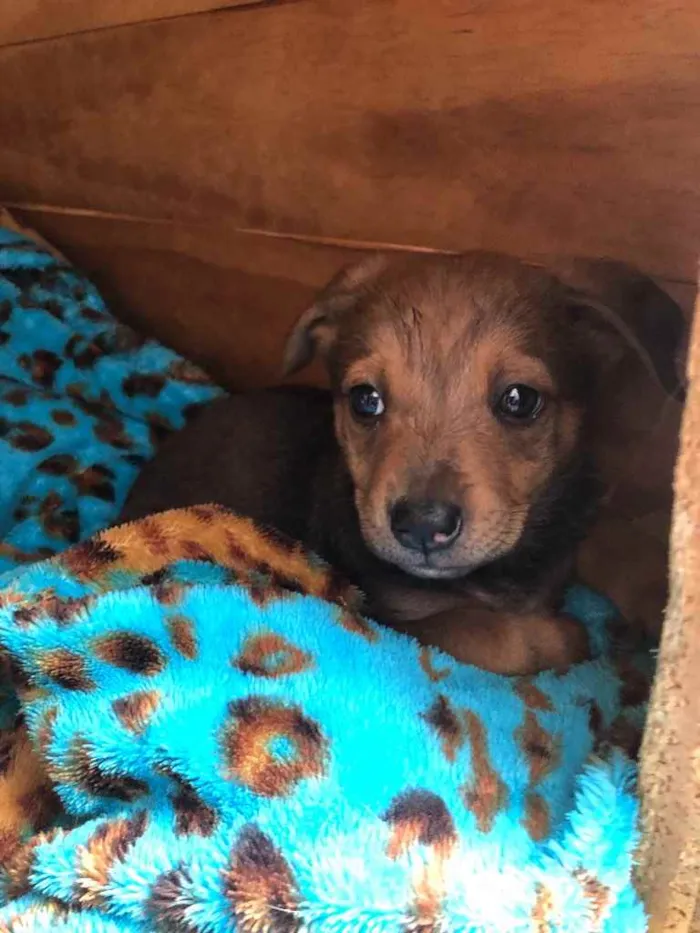 Cachorro raça SRD  idade Abaixo de 2 meses nome Sem nome