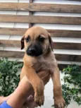 Cachorro raça SRD  idade Abaixo de 2 meses nome Sem nome