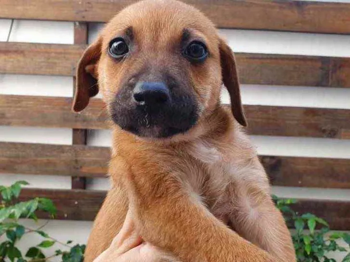 Cachorro raça SRD  idade Abaixo de 2 meses nome Sem nome