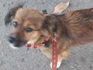 Cachorro raça Vira lata idade 2 anos nome Taria 